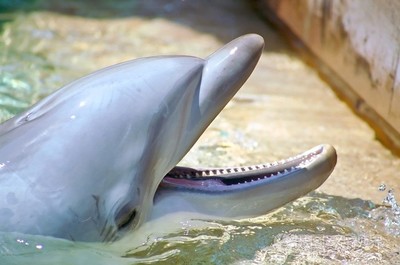 dolphin,dolphin英语怎么说