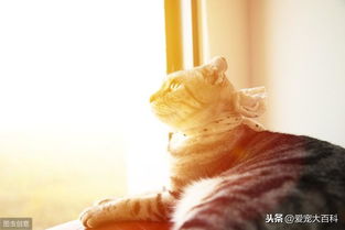 房产达人怎么才能养猫