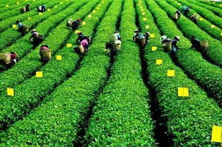 重庆茶园房产怎么选