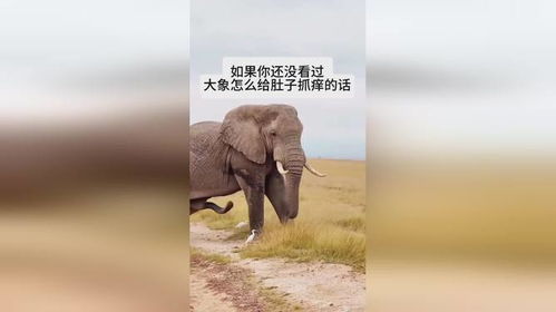 房产大象怎么样