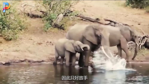 房产大象怎么样