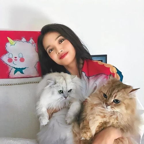 房产达人怎么抱猫咪
